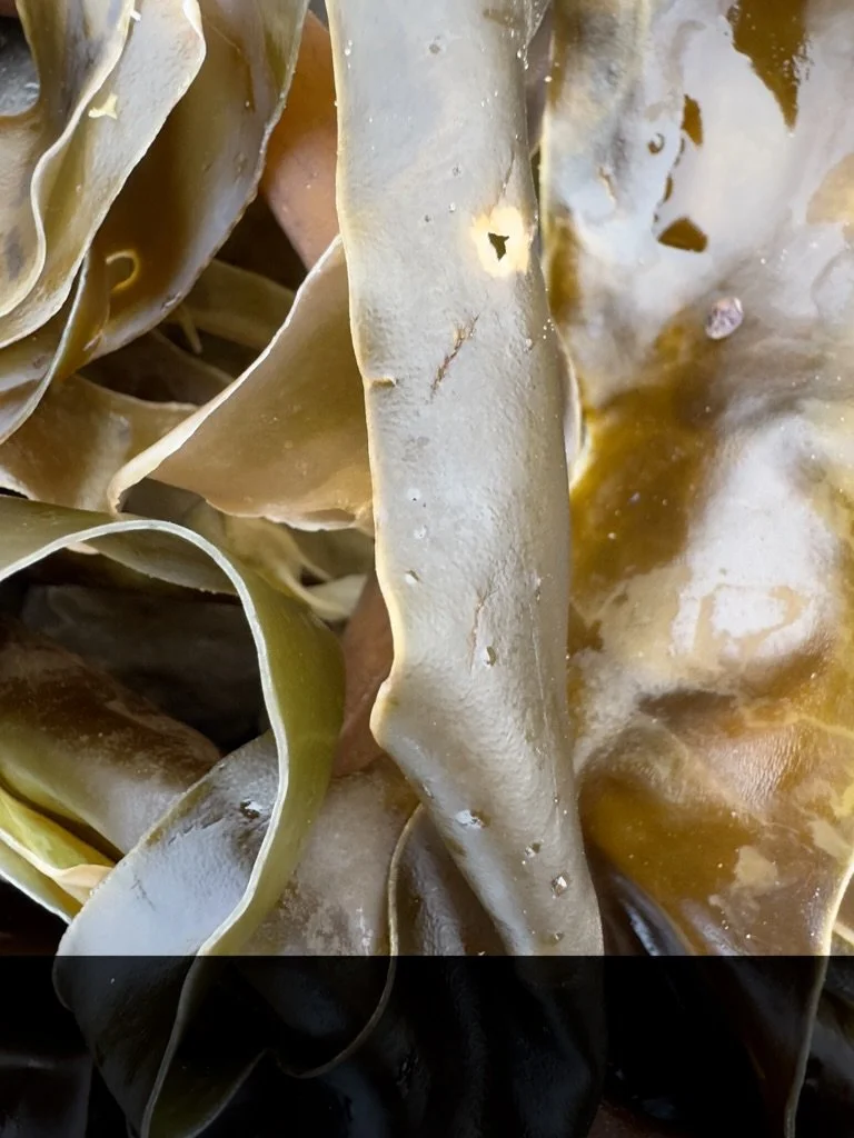 Julie Eisenberg Pitman harmony driftwood kelp collage design scrap steel assemblage nature sculpture paper photography abstract dada urban fossils lava solidified