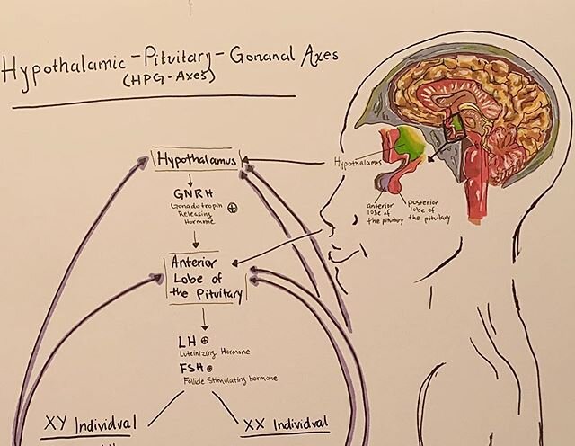 Dual HPG axes idea generation VERY ROUGH sketch / research for next painting .... #hpg #hpgaxis #hypothalamic #pituitary #gonad #gonadal #gonadotropin #testosterone #progesterone #estrogen #testes #ovaries #endocrinology #psychology #scienceillustrat