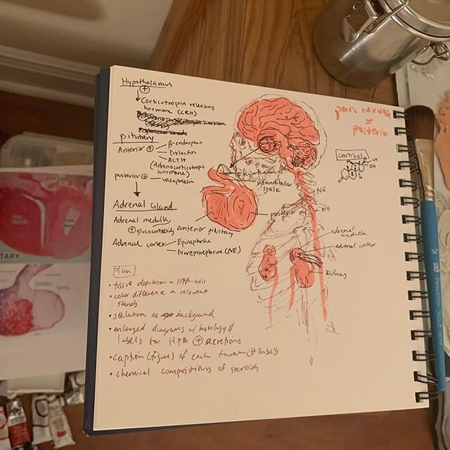 Back at it #hpaaxis #hypothalamic #pituitary #adrenal #cortisol #glucocorticoids #stress #allostaticload #allostasis #endocrinology #fightorflight #psychology #scienceillustration #scienceillustrator #sketch #sketchbook #anatomy #penandink #linework 