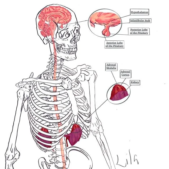 I decided to try and do a digital HPA-axis instead, second shot at digital art it&rsquo;s really hard, it&rsquo;s still in progress 🦴need to do the flow chart, title, chemicals, &amp; histology renderings✨
.
.
.
.

#hpaaxis #hypothalamic #pituitary 