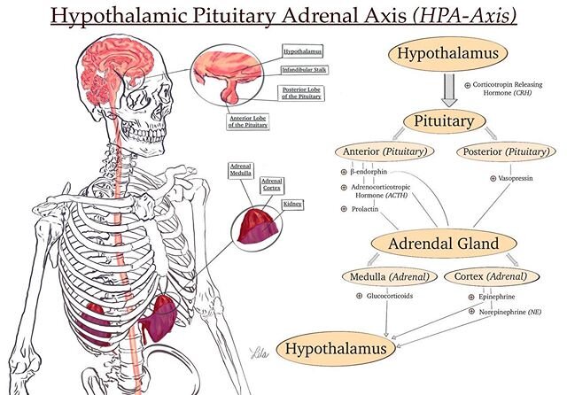It&rsquo;s done! Hypothalamic Pituitary Adrenal Axis ✔️ More exciting stuff coming w the science illustrations! 3 more other ones to go... .
.

#hpaaxis #hypothalamic #hypothalamus #pituitary #adrenal #cortisol #skeleton #glucocorticoids #stress #all