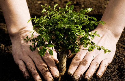 Planting trees with TreePeople, a Los Angeles organization that works to protect natural resources and cool our city with technologies that re-create the functions of a forest, in urban settings