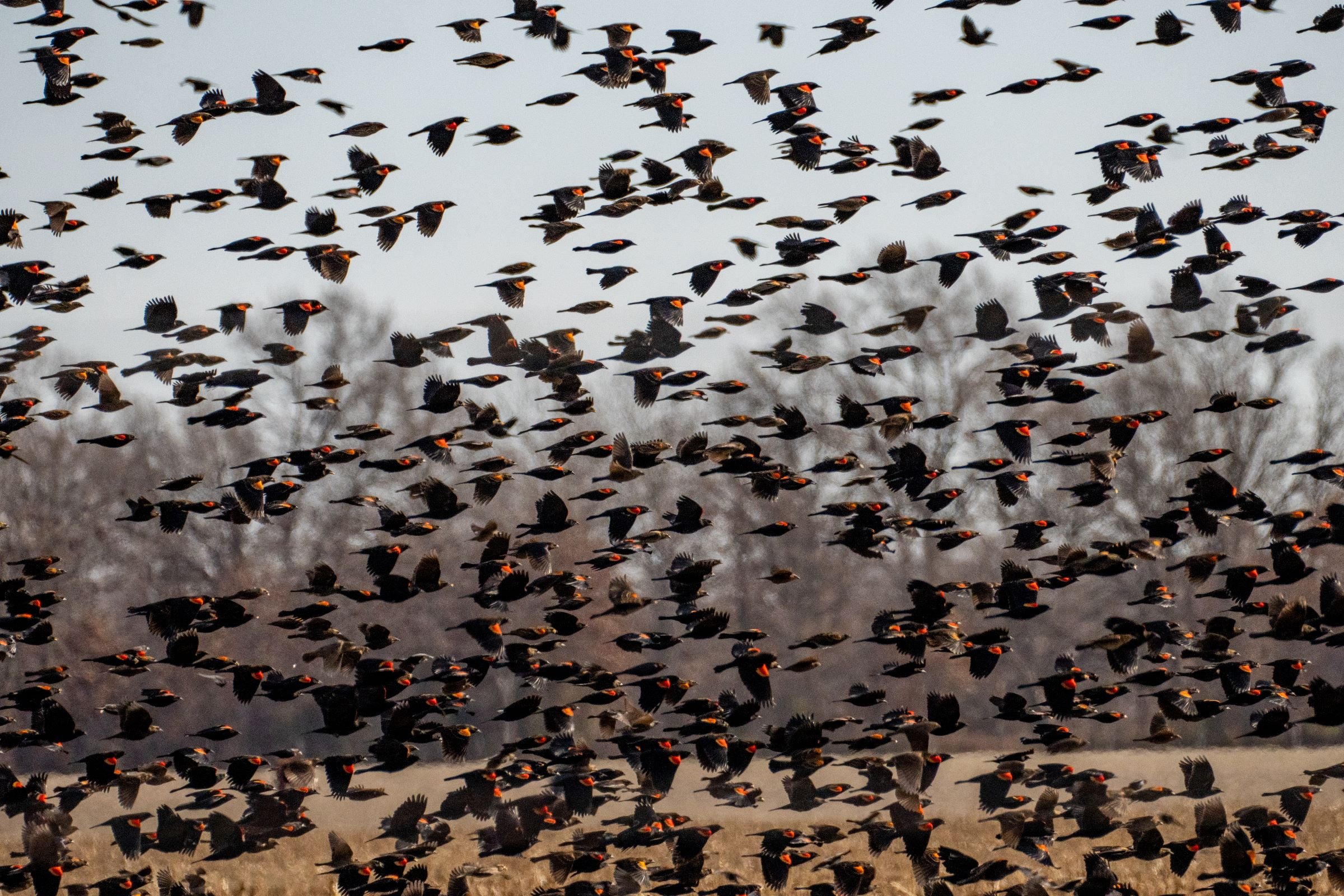 Aud_Common-Grackle-Declines_05103_Photo_Anne-Readel.jpg