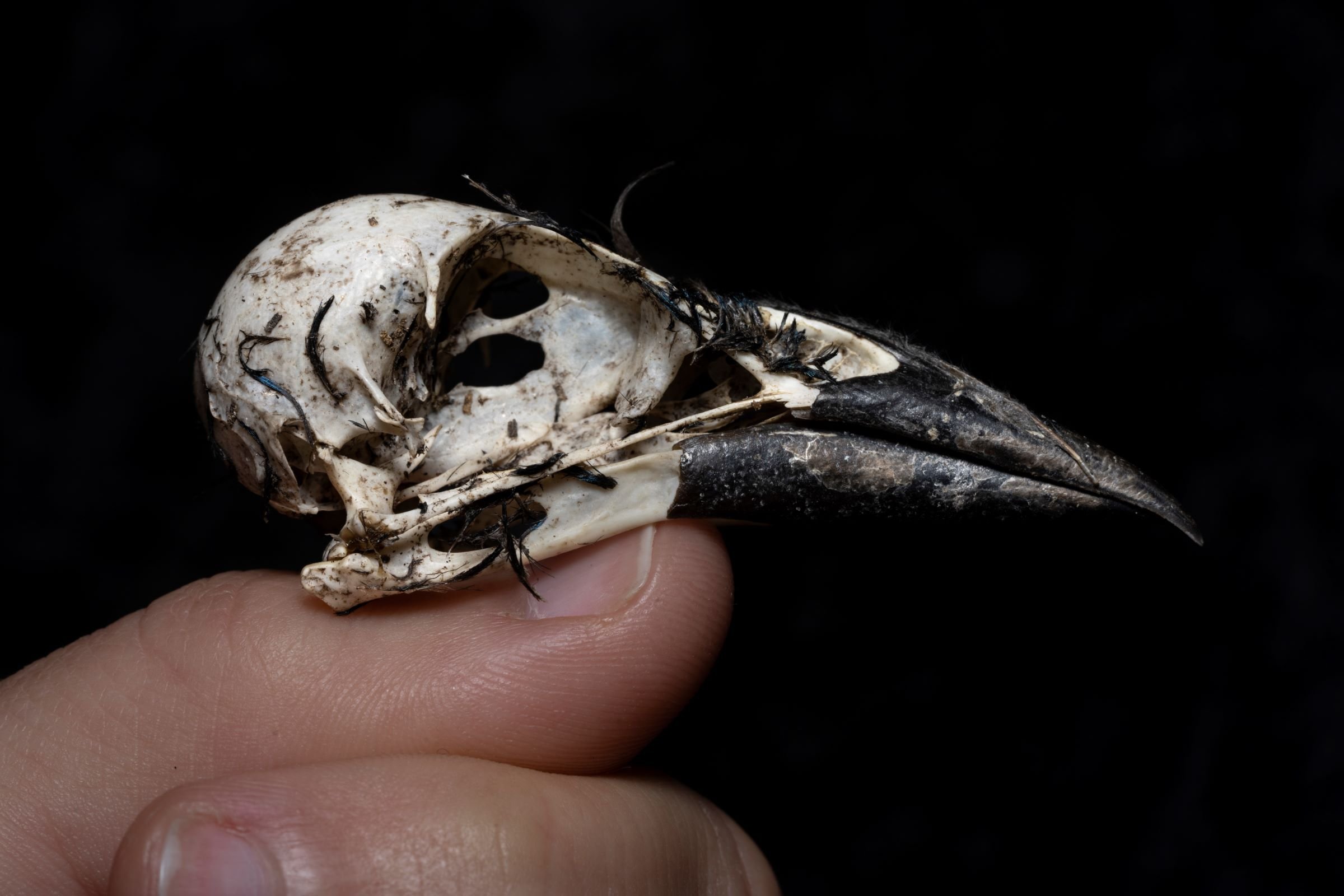 Aud_Common-Grackle-Declines_06210_Photo_Anne-Readel-2.jpg