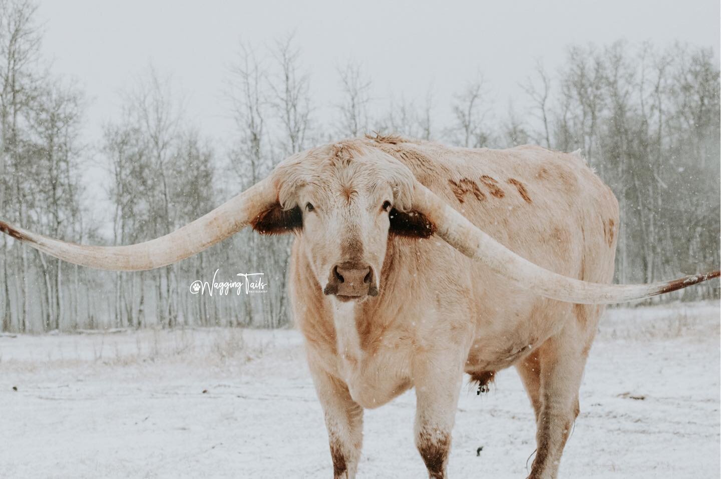 Who doesn&rsquo;t love cows?! 🐮 I had so much fun photographing the longhorns at MSW Farms! I can&rsquo;t wait to go there again when it&rsquo;s actually not snowing so I can get more beautiful photos 😍 I love photographing farm life and cattle 🥰
