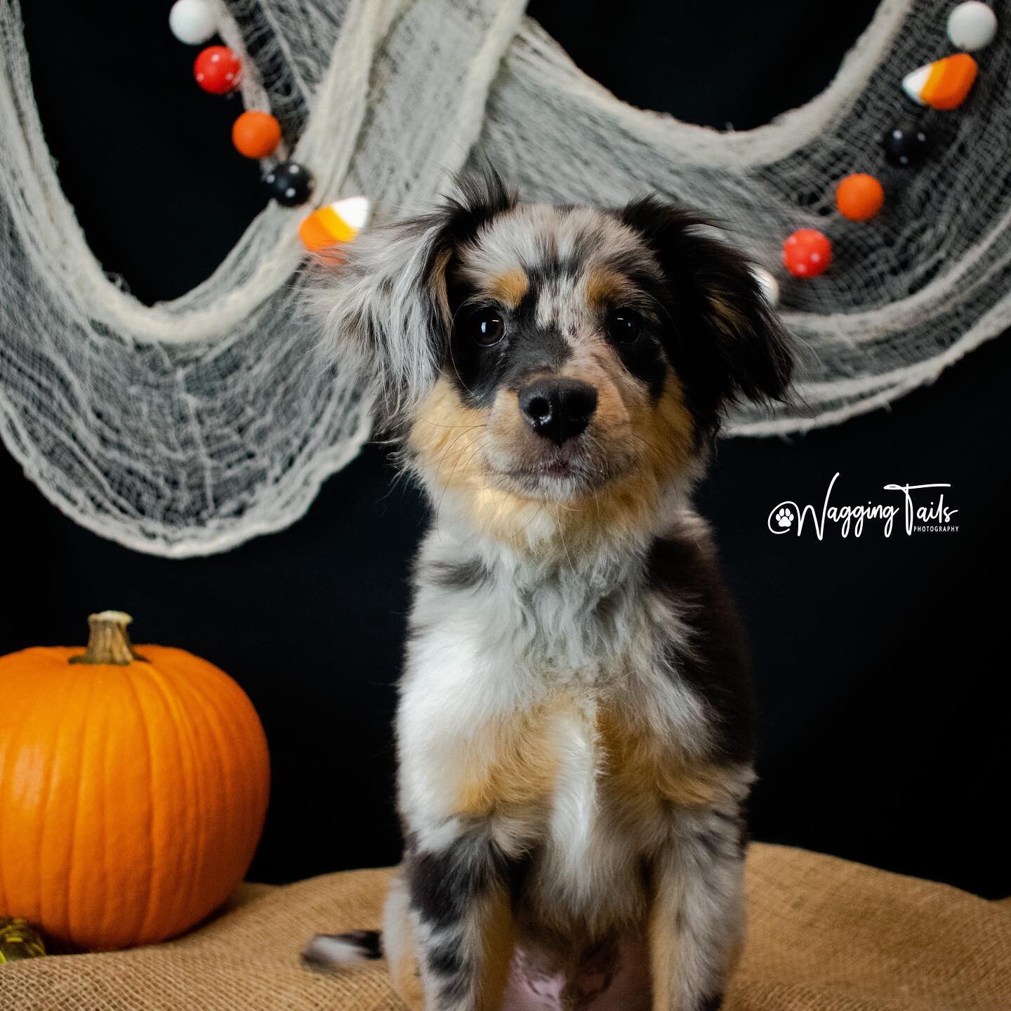 🐾👻 Wagging Tails is coming back for Ruff&rsquo;s 2nd Howloween Bash! Get photos of your dog dressed in costume and out of costume! Only $20 / per dog additional onto your daycare fee! Perfect for a fall portrait and a Halloween portrait! 

🐾🍂Our 