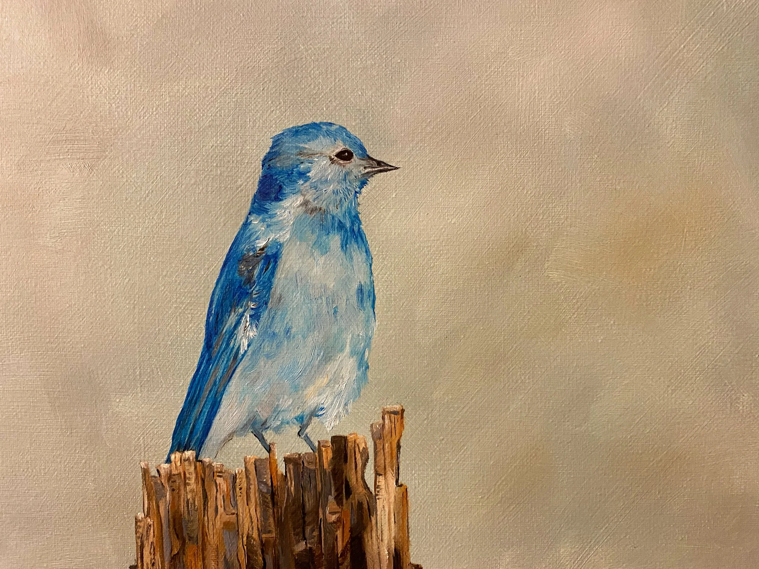 Mountain Bluebird.jpg