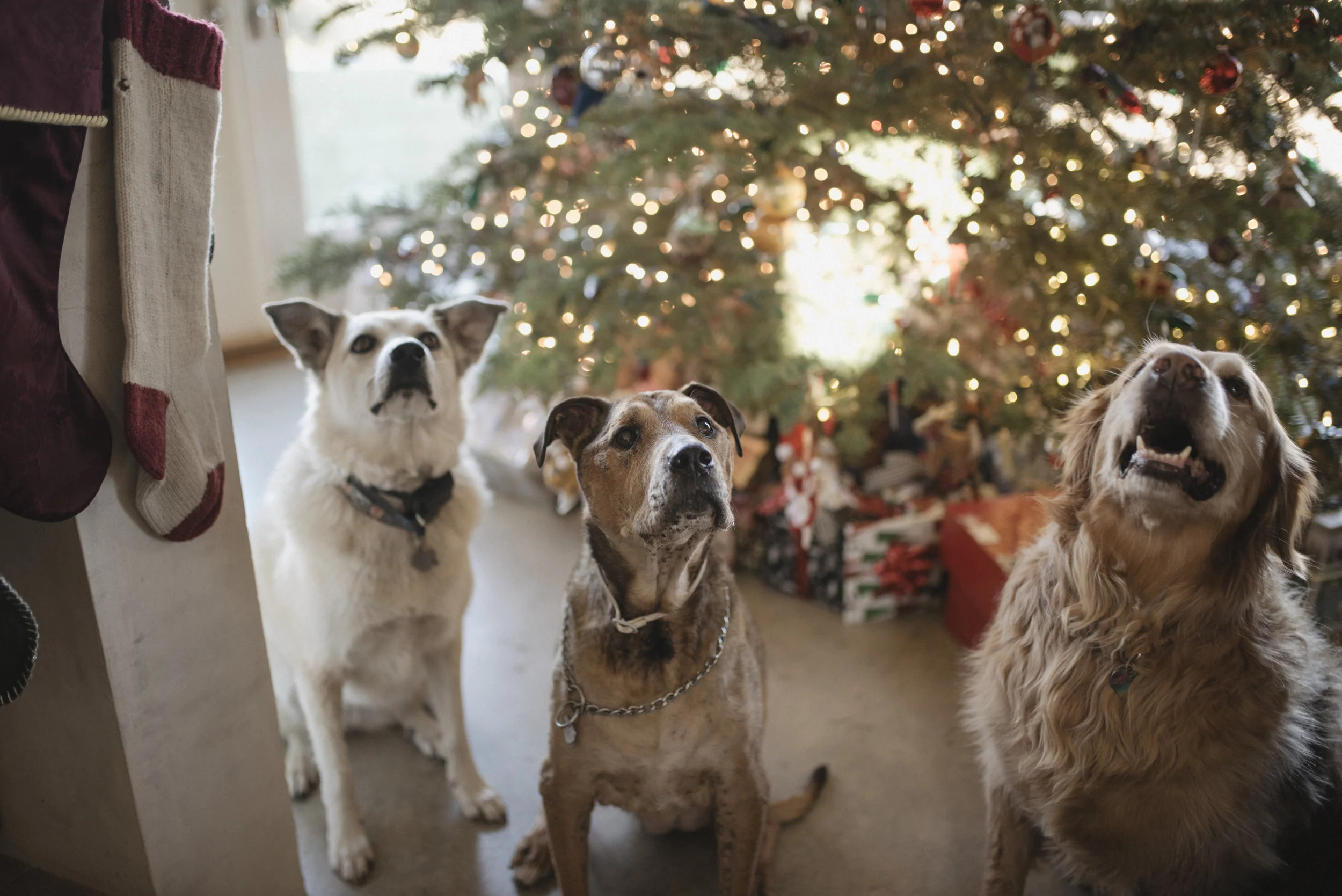 Five Helpful Holiday Hints to Safely Celebrate with Your Pups