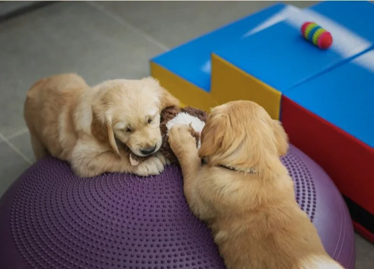 Younger Puppy Playgroup 9.17.25, 6:15PM