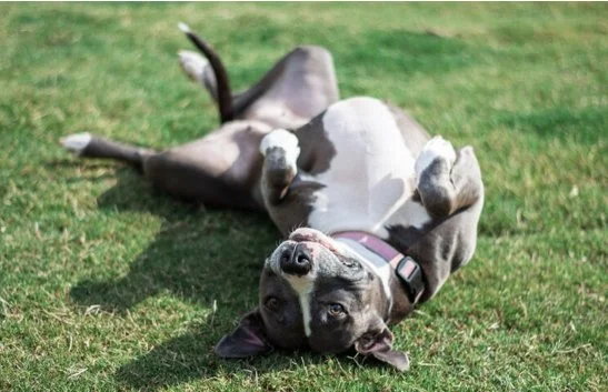 Older Puppy Playgroup  - 1.23.25, 6:15 PM