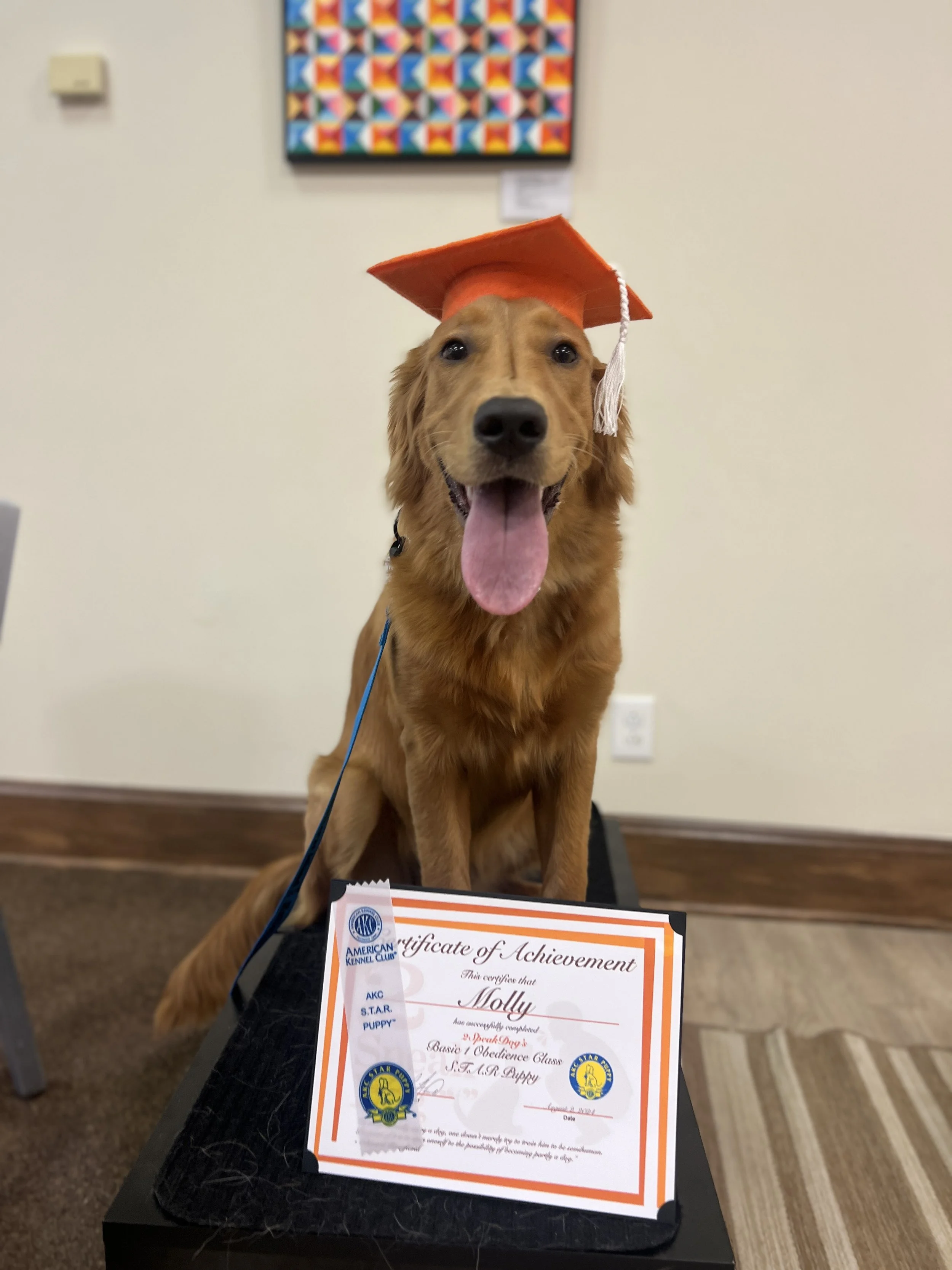 Basic Obedience Level I - Starts 7.23.25, 6:30 PM