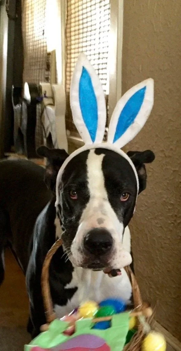 Where Did the Bunny Go? Sunset Pack Walk: 4.29.26 6;30