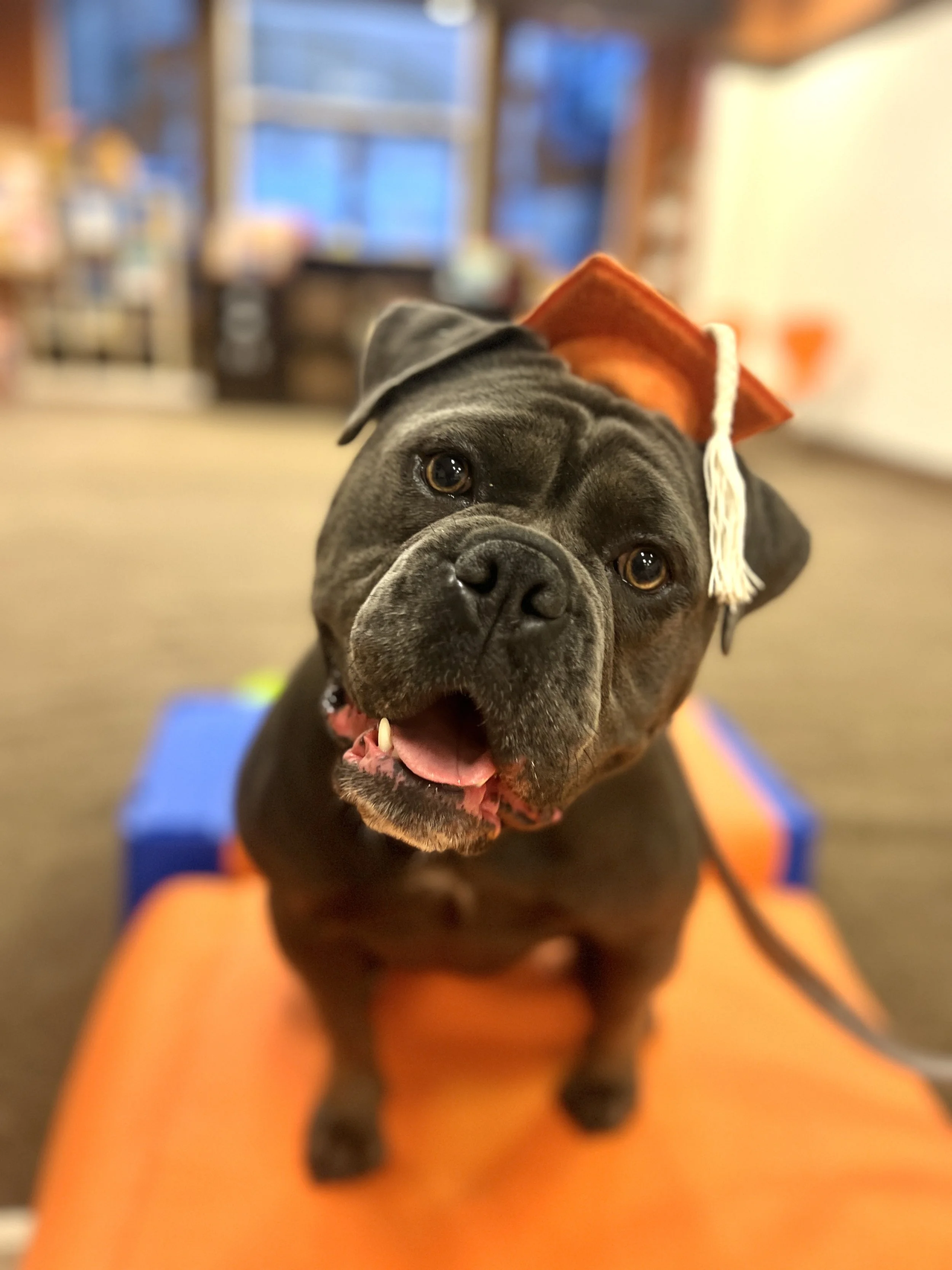 Basic Obedience Level II - Starts: 6.6.26. 2:30 PM 