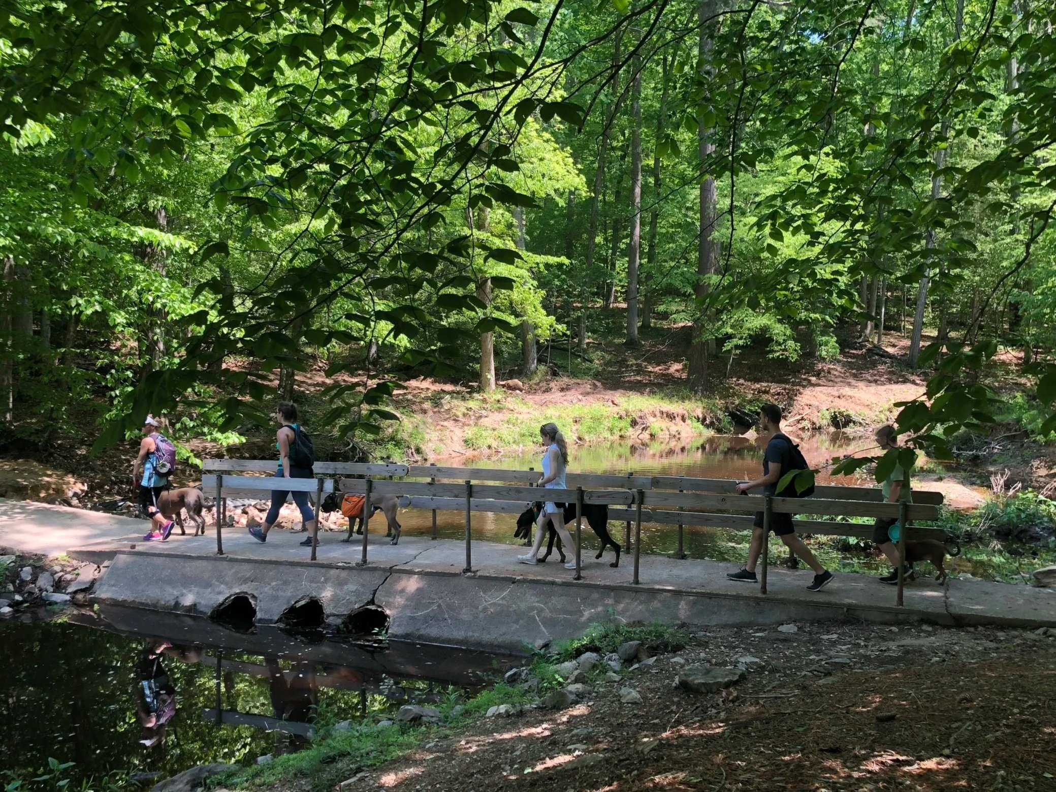 SUMMERTIME DOGS: STAYING COOL, SAFE &amp; HEALTHY