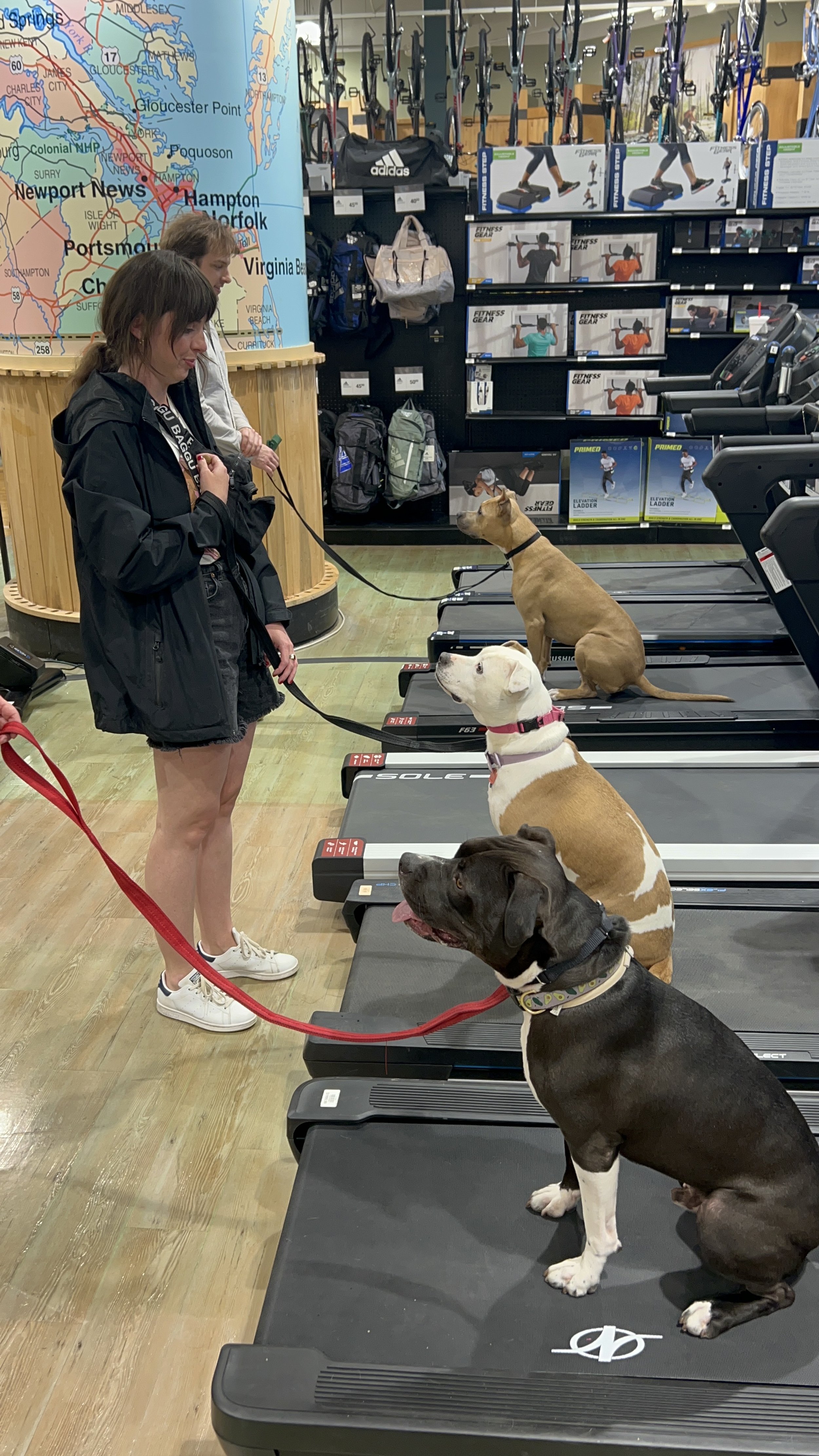Intermediate obedience cheap dog training