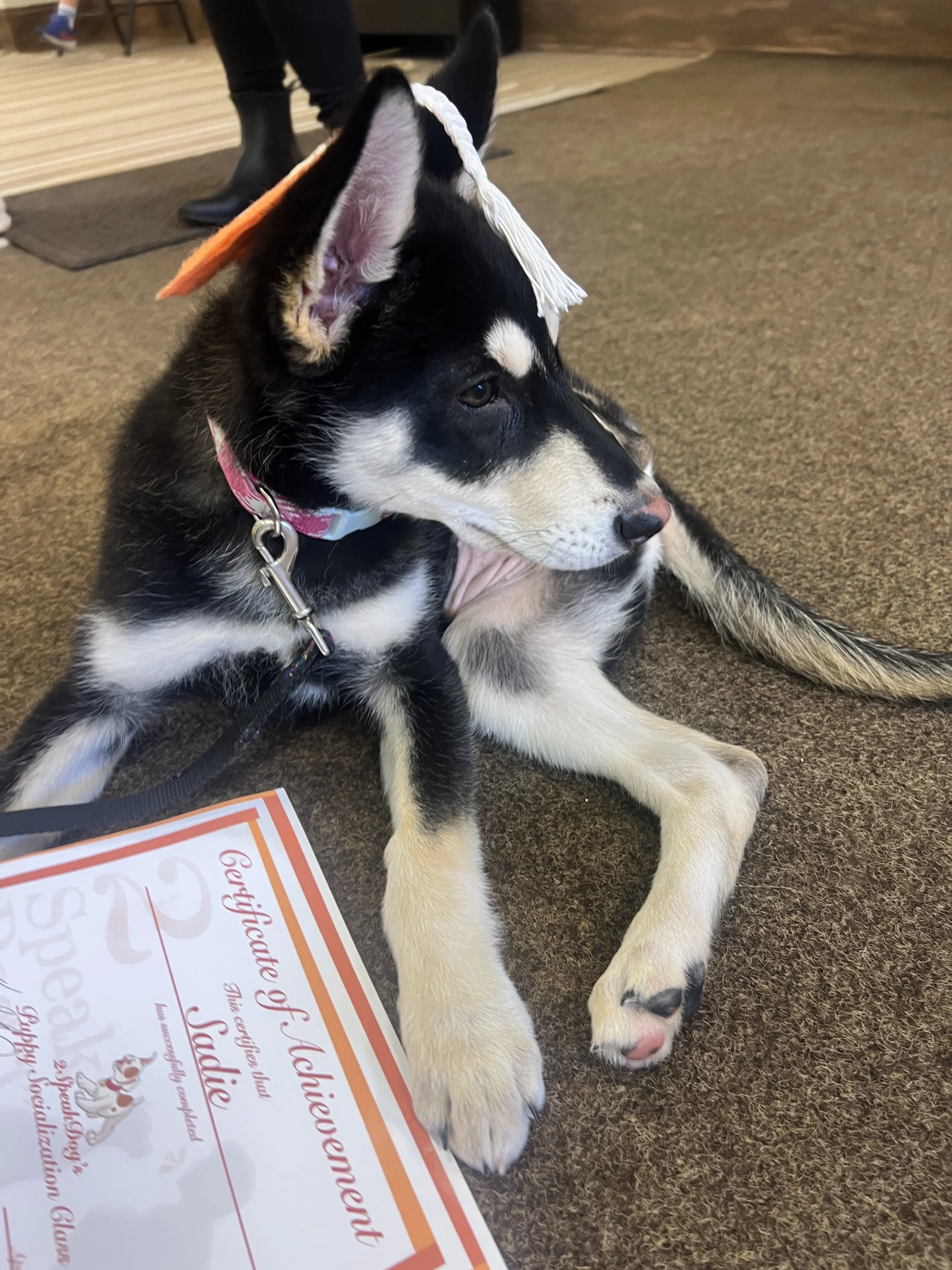 OLDER Puppy Socialization - Starts 10.12.25, 1:30 PM (DROP-INS AVLB)