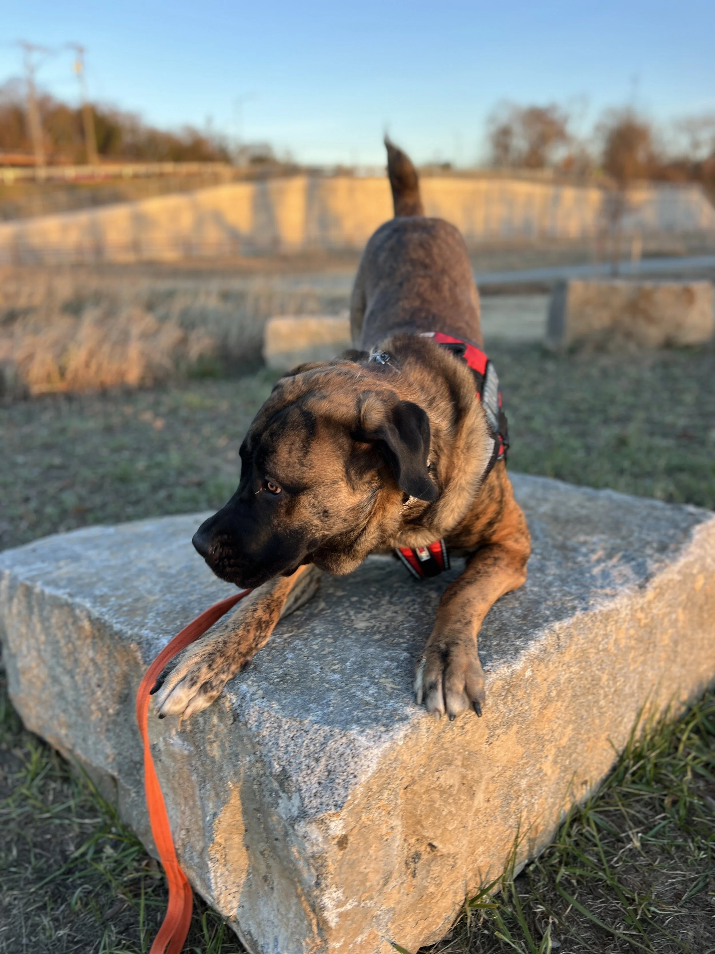 Basic Obedience Level II - Starts: 9.24.25/Alternating Wed. 7:30pm and Sun. 11:30am