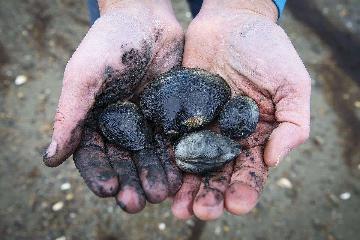 After 100 years, and decades of cleanup, shellfishing set to return to Boston Harbor