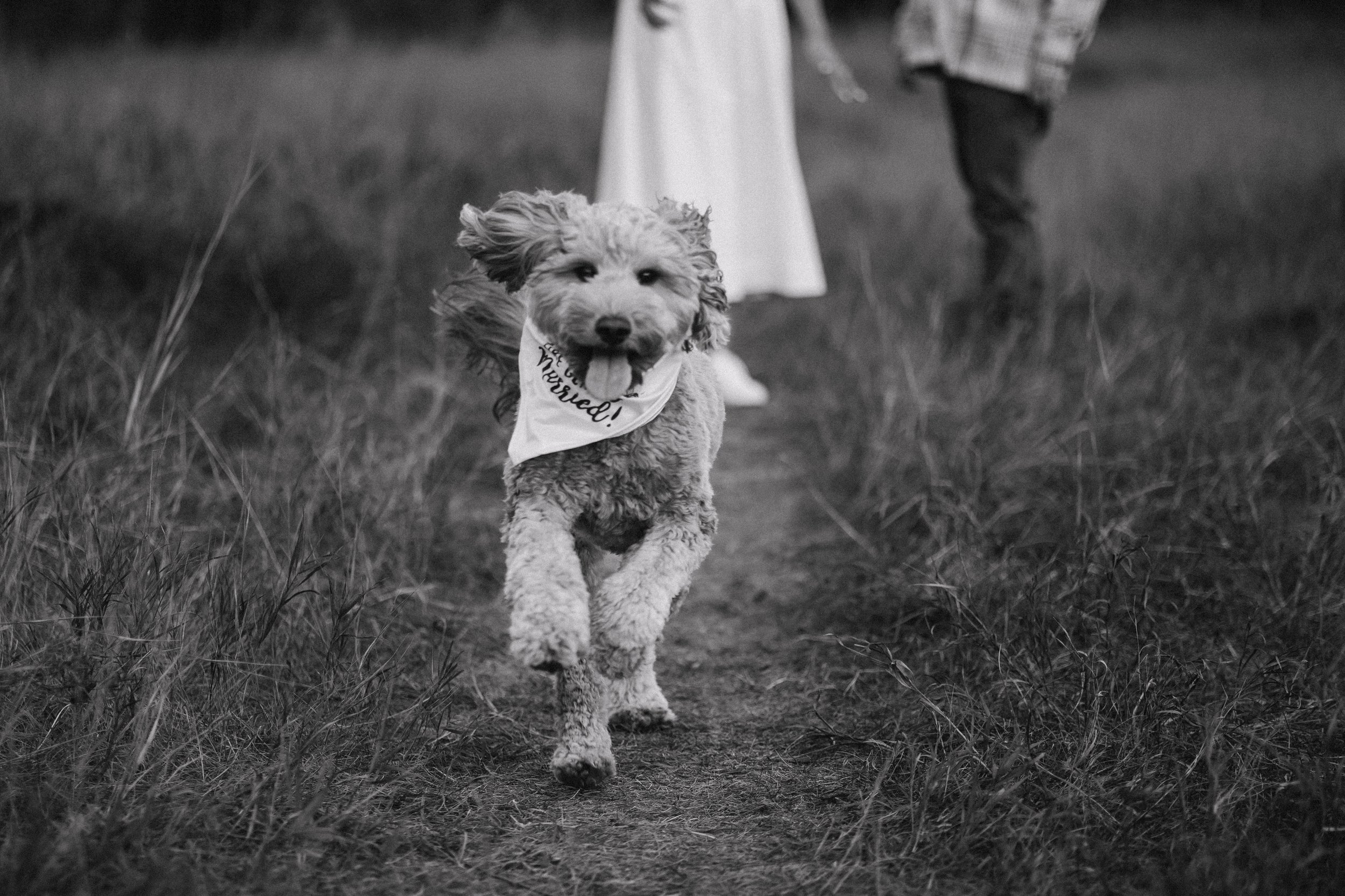 fall engagement photos in edmonton alberta photography by edmonton alberta wedding photographer tays photos and beauty