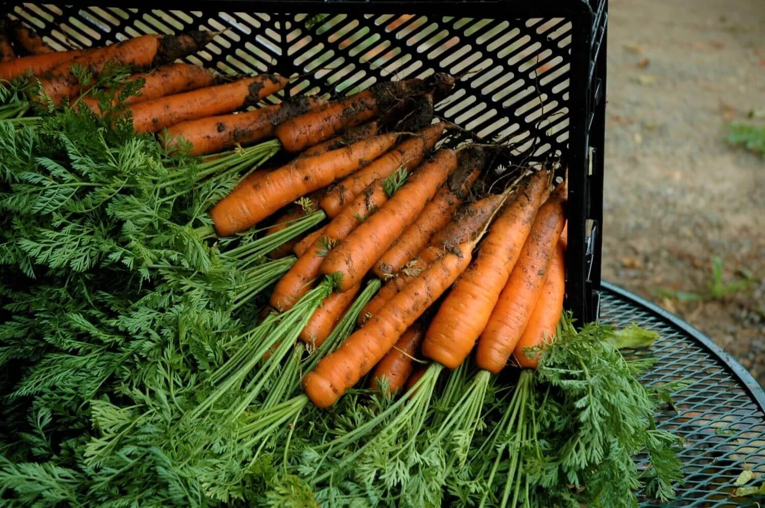 Homepage_Carrots_April Thatcher.JPG