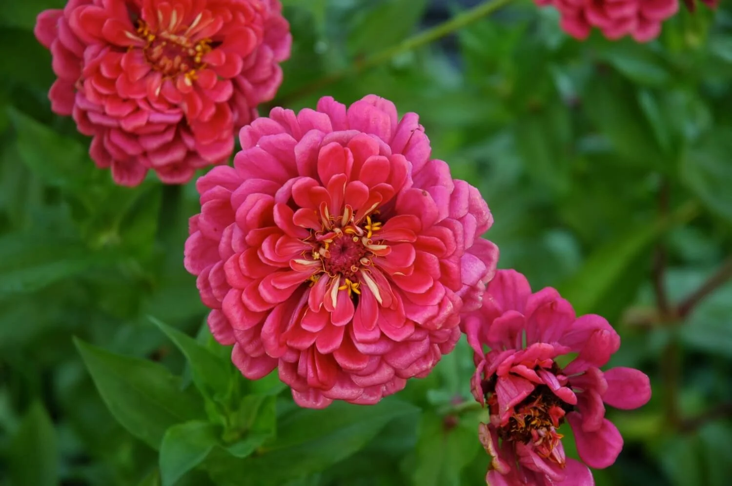 Homepage_Brilliant Zinnia_April Thatcher.JPG