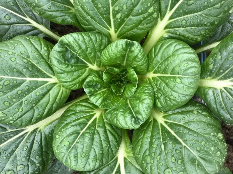Spinach at April Joy Farm
