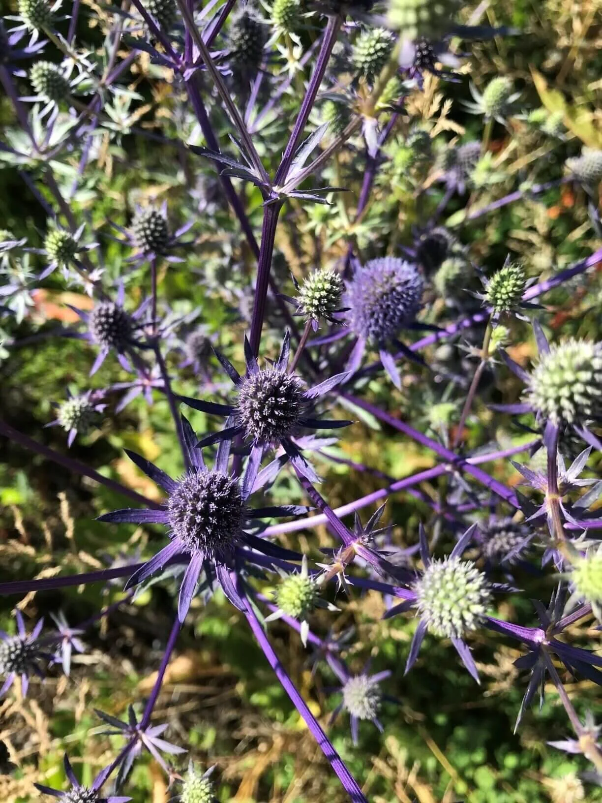 Eryngium planum 'Blue Glitter' | A beautiful spiny intensely colored flower that graces our field.  Also called Sea Holly, this plant may look thistle-y but it’s actually a member of the carrot family.  Eryngium planum is a perennial with a deep taproot that can survive draughty conditions.  We introduced it to our fields for its superstar pollinator power.