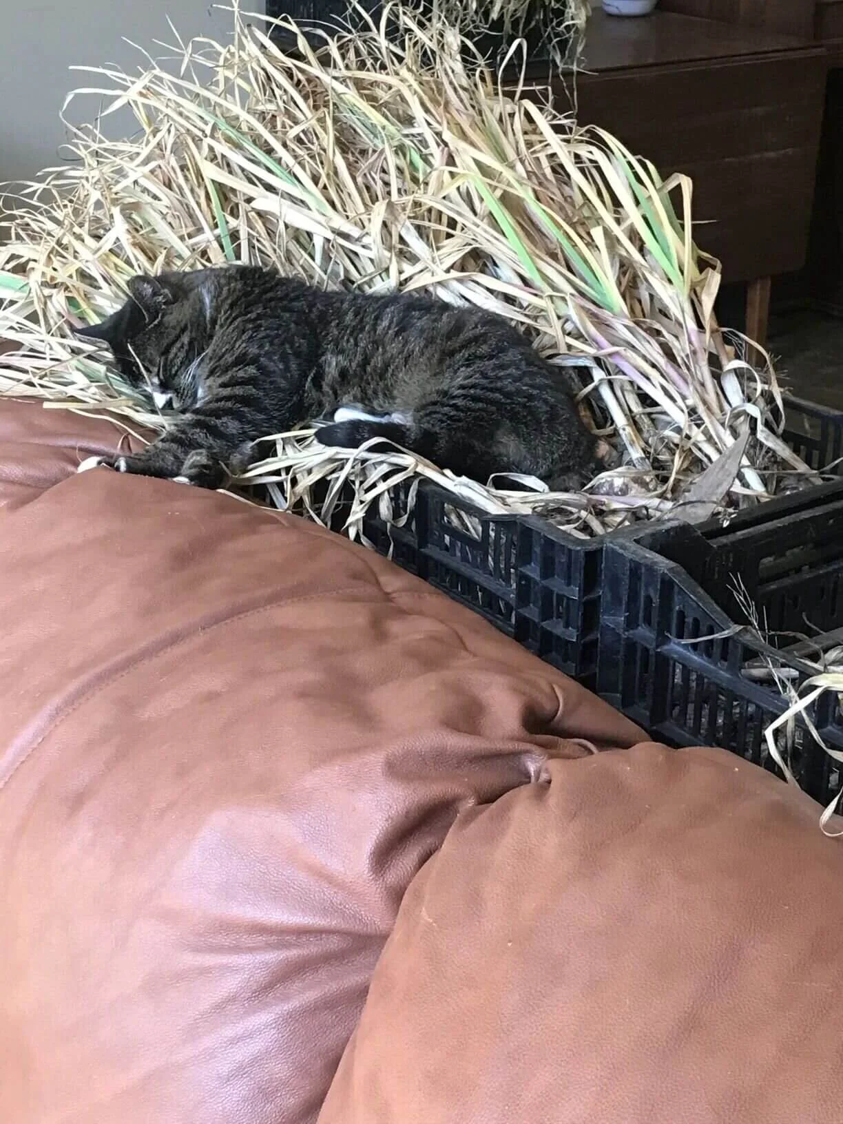 Bed Fit For A Queen / When Even The Couch Is Too Hot | Mabel sleeps in the temporary garlic drying shed (aka our living room).