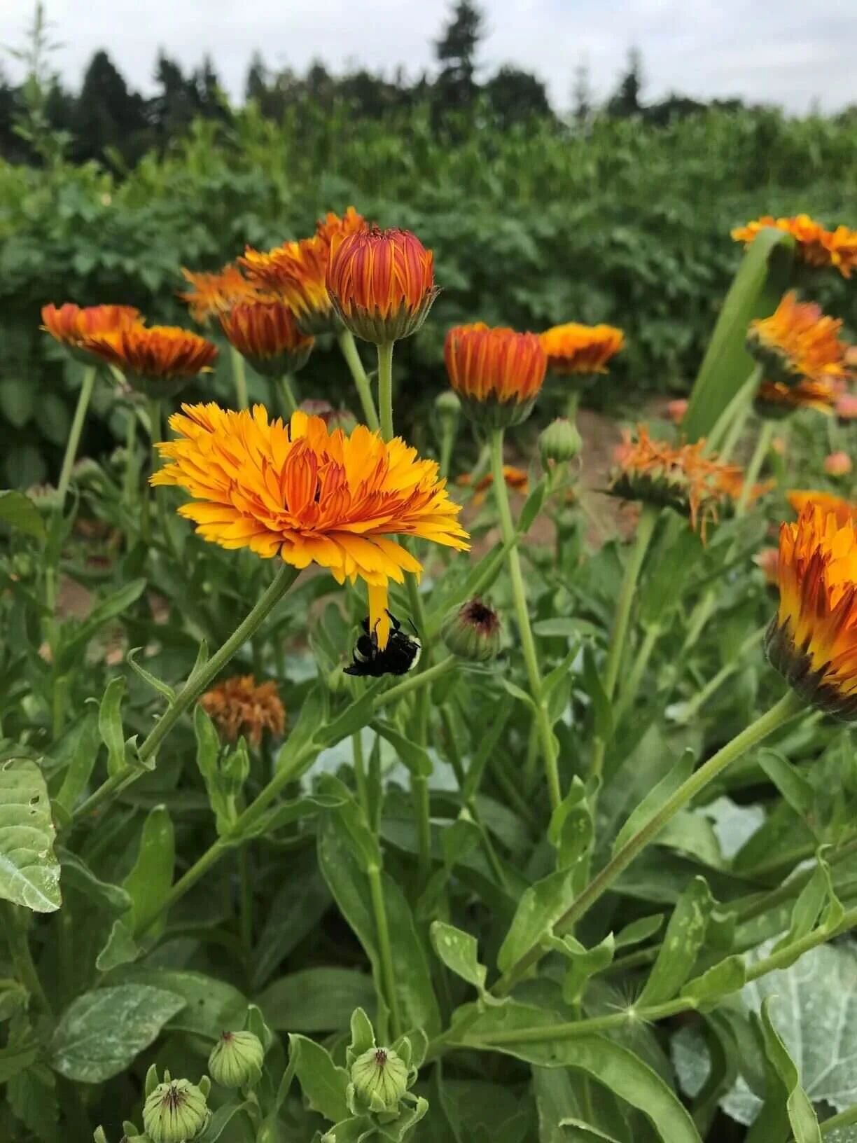 Just Hanging Out | A bumblebee rests on the petal of Calendula blooming in our cucumber patch.  She seemed quite content.  Does this mean we are headed into the ‘lazy’ days of summer?