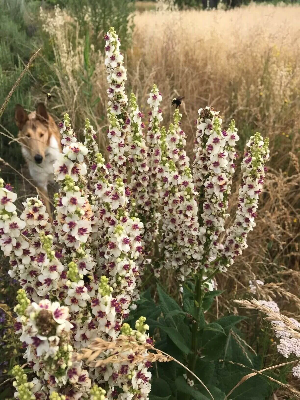 Verbascum ‘Phoenician Mullein’ | Archie and I pause to watch the bumblebees land for lunch.  We grew our Mullein from seed grown by Brian and Crystine and the good crew of Uprising Seed.  All of their seeds are 100% open-pollinated, certified organic and grown by small family farms in the Pacific Northwest.