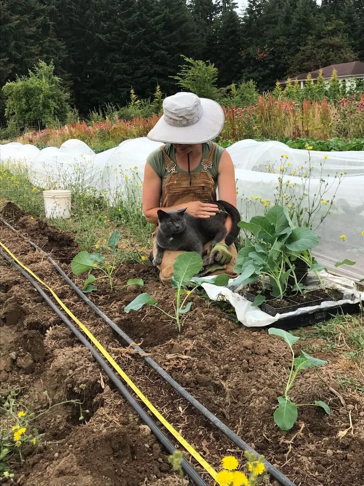 Work Stoppage | Karen attempts to transplant broccoli.  Slim Pickings has other priorities.
