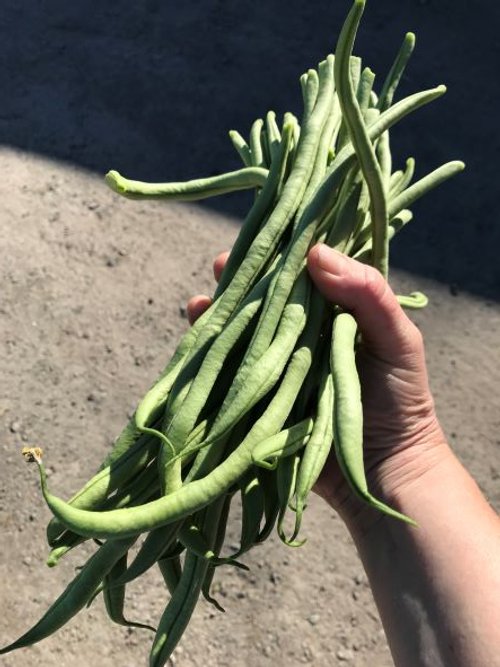 Green Beans 1.5 lbs.JPG