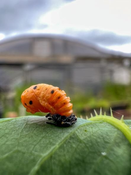 Ladybug Hatch _ Lauren Ruhe.jpg