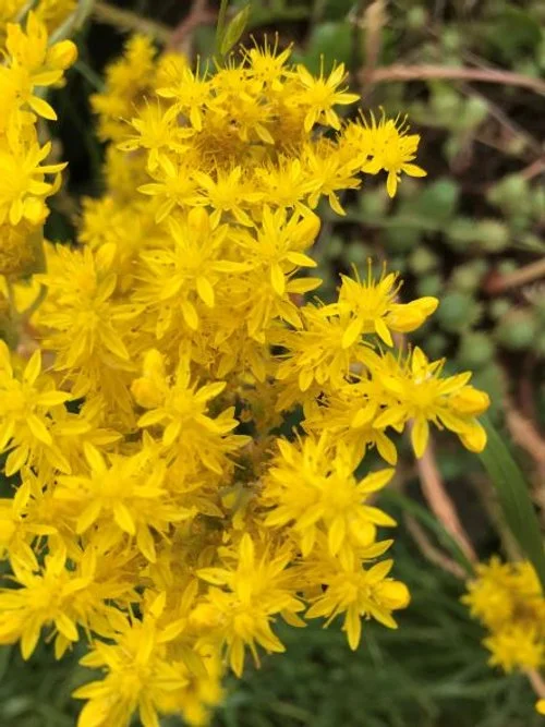 Sedum Flowers.JPG