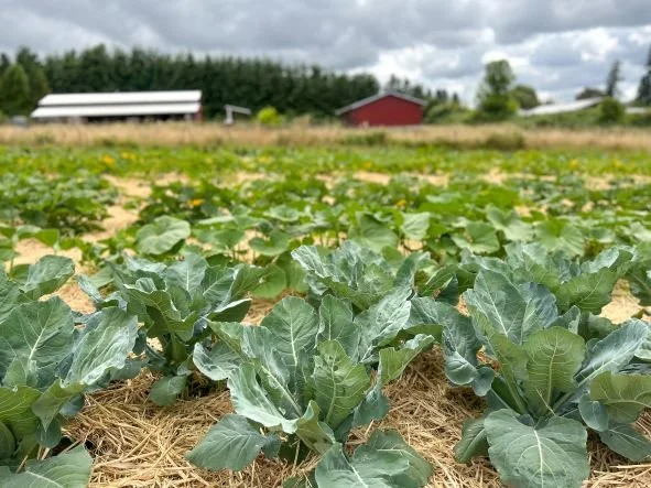 Fall Brassicas Landscape LR.JPG