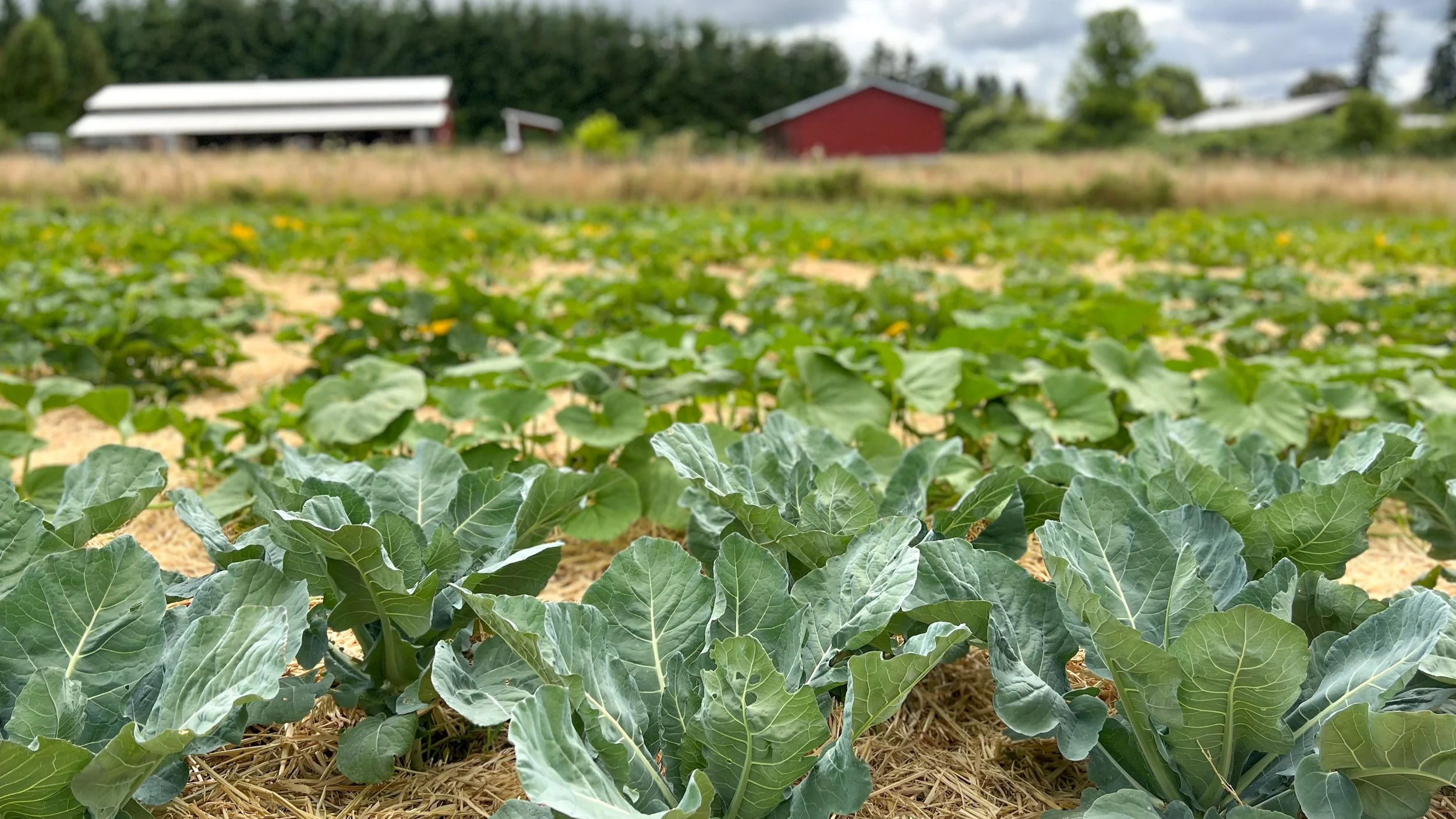 Fall+Brassicas+Landscape+LR+mulching.png