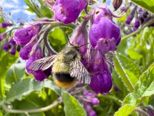 Bumblebee on Comfrey.JPG