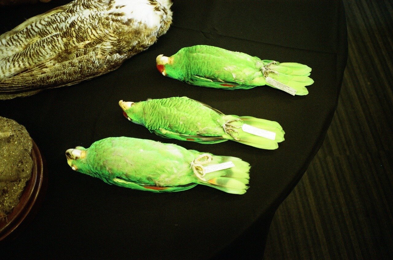 Red-crowned Parrots, Moore Laboratory of Zoology - Los Angeles, 2018