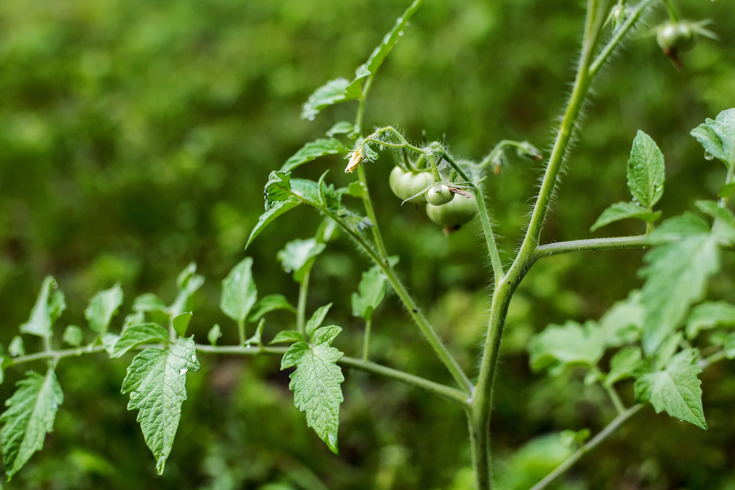 Vegetable Gardening in Tennessee — Bradley County Master Gardeners of