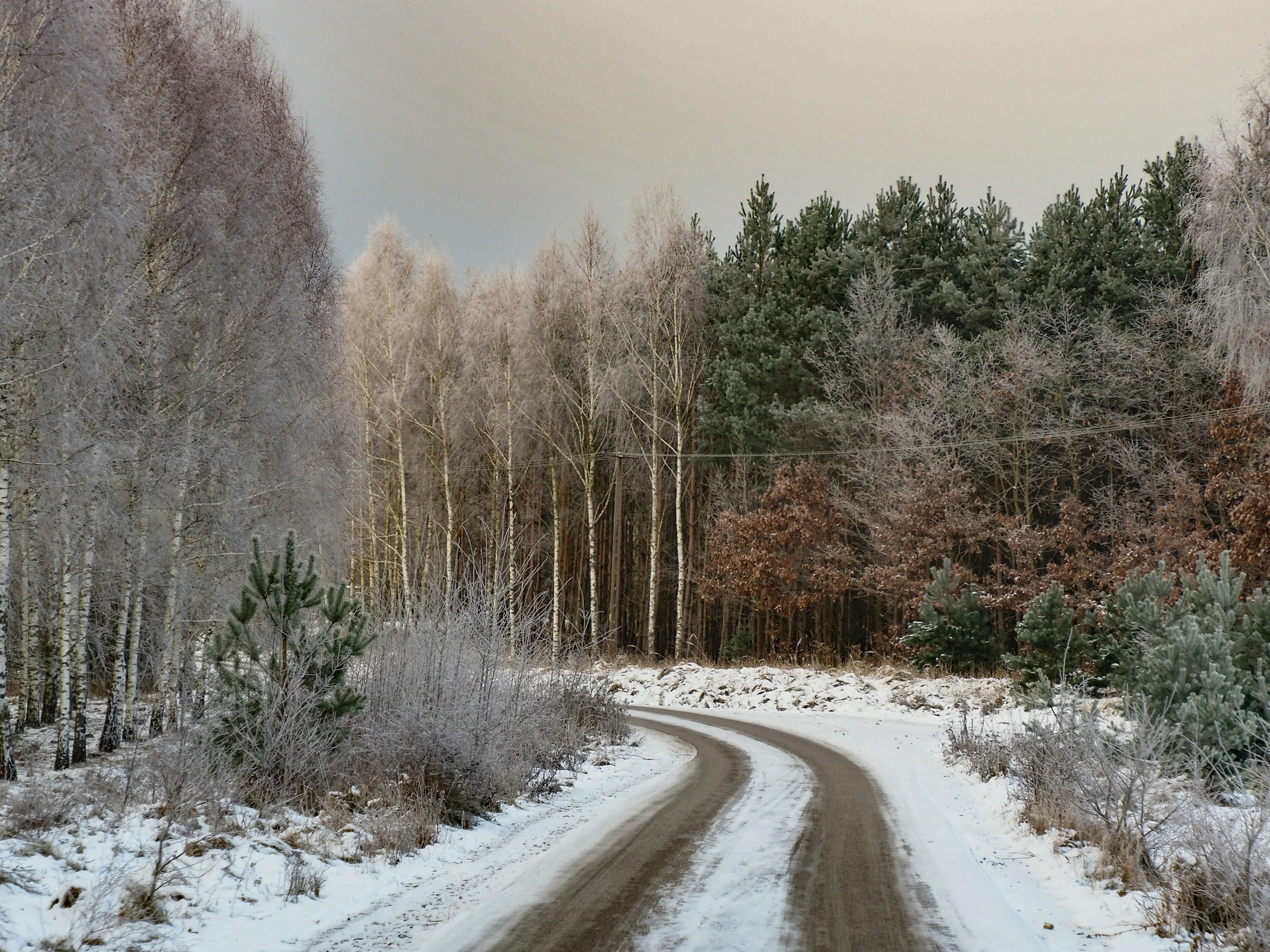 January 2026 Master Gardener Meeting