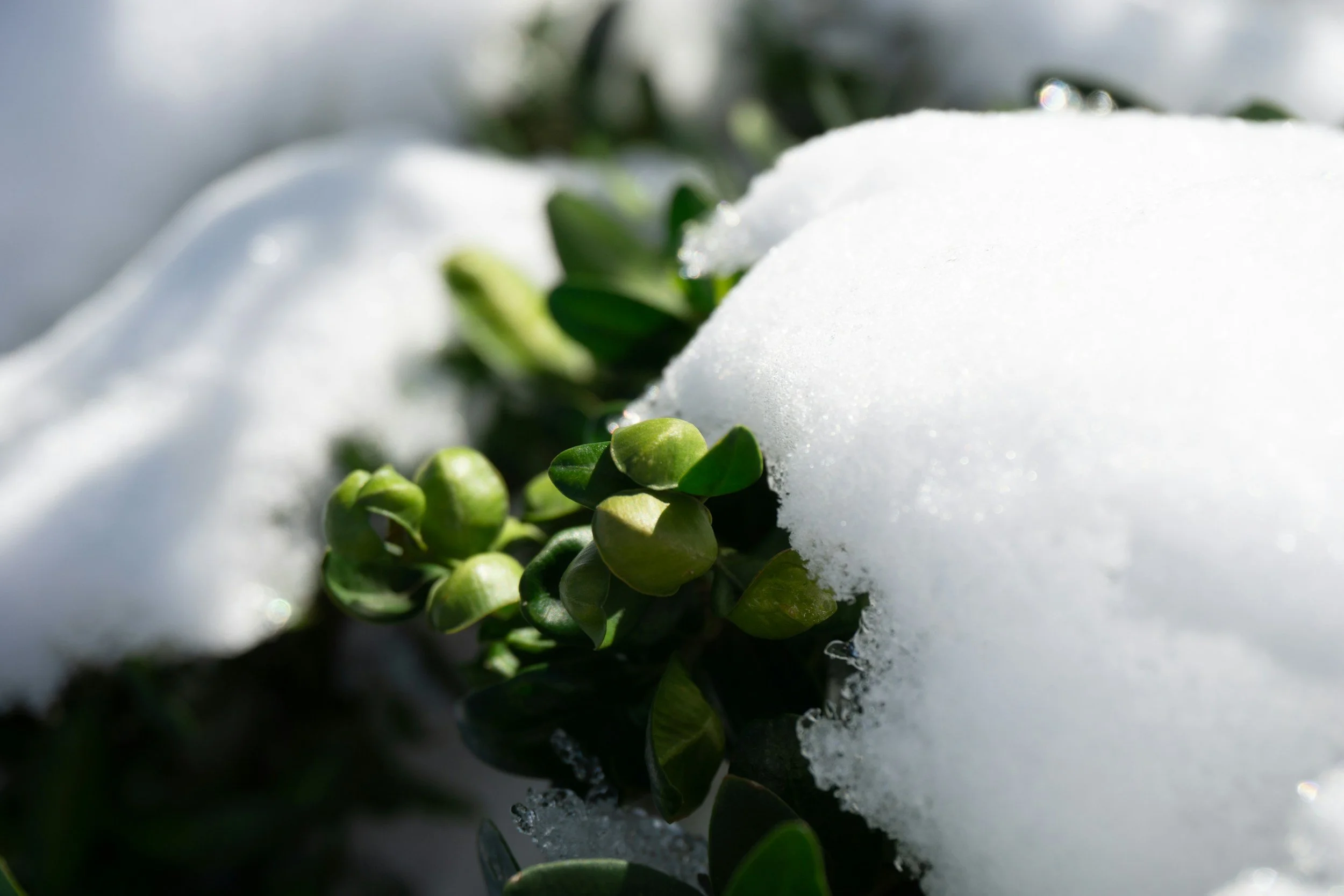 February 2026 Master Gardener Meeting