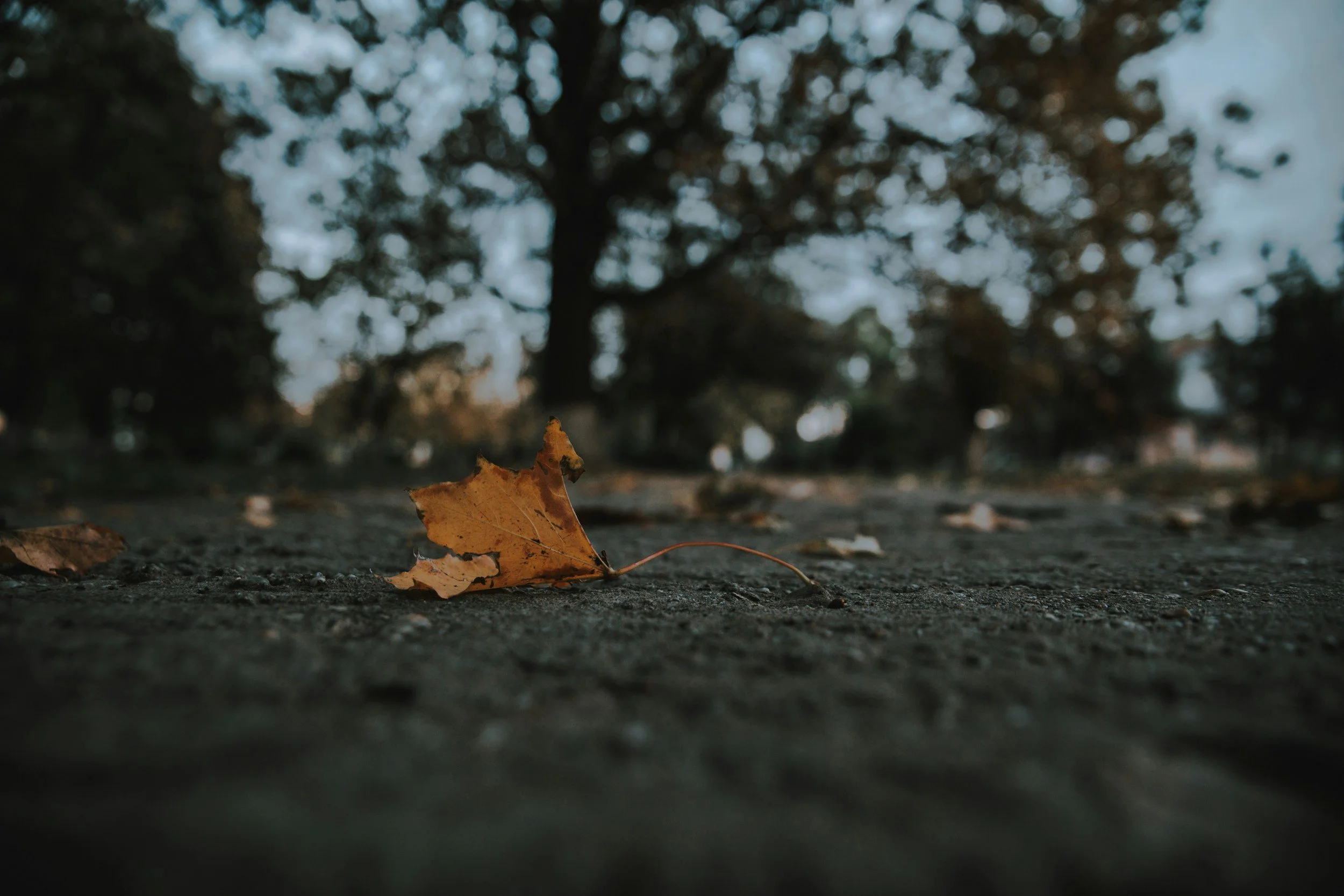 Navigating Seasonal Affective Disorder When You Have ADHD