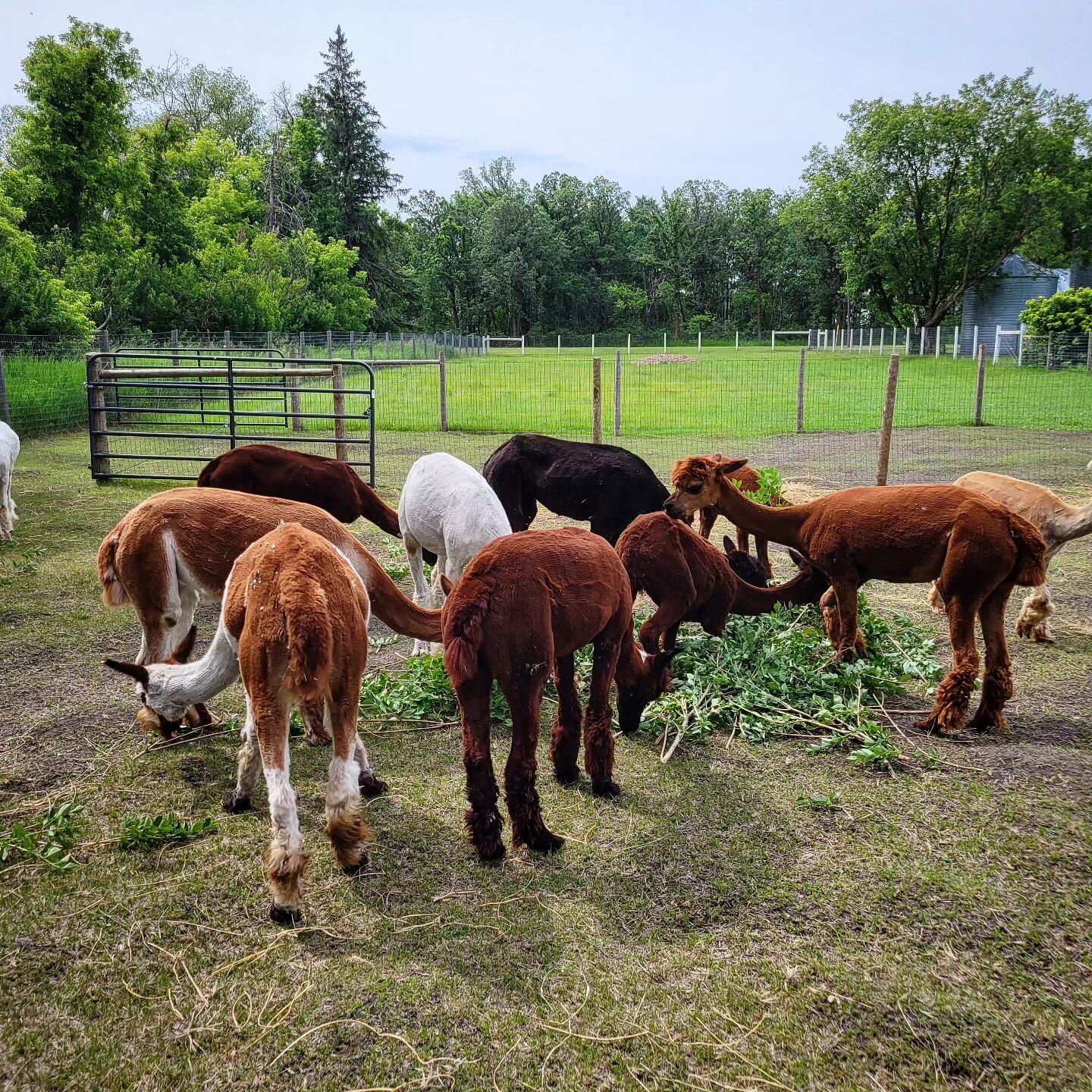 Despite efforts to rotate the alpacas through our various pastures, the lack of rain hasn't been supportive. Our backup is usually bales of hay, but this time, it's leaves from cut branches, which they just love.

With nearly 3&quot; inches of rain t