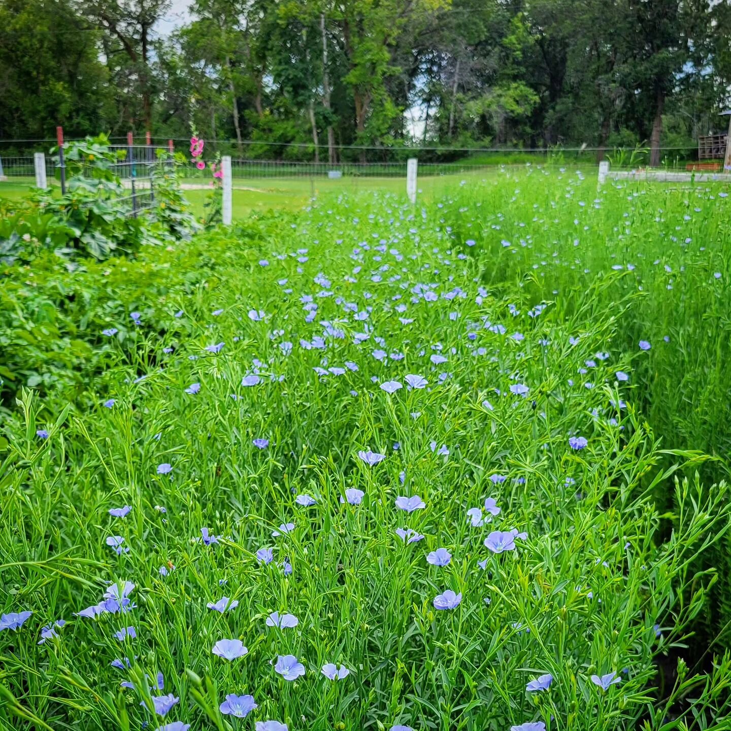 The flax is in full bloom at 56 days from planting, and what a pretty blue sight it is. 💙 

Growth is exceptional as well with the Nathalie variety going strong at 46 inches compared to the Taproot at 37&quot; and Linore at 33&quot;.

There's some b