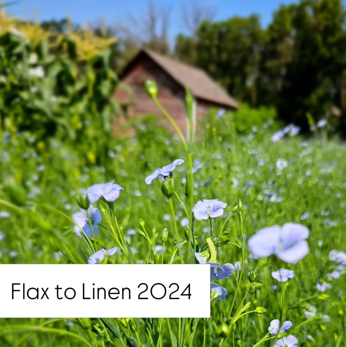Tried something different this year by planting an oilseed variety flax vs textile. Was gifted some from the @prairiefibreshed at the spring flax to linen workshop in Saskatoon and it has done so well here. 
.
.
#flaxtolinenpf #pembinafibreshed #prai