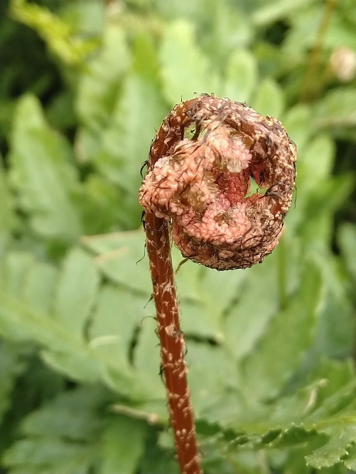 Autumn Fern new growth 2.jpg