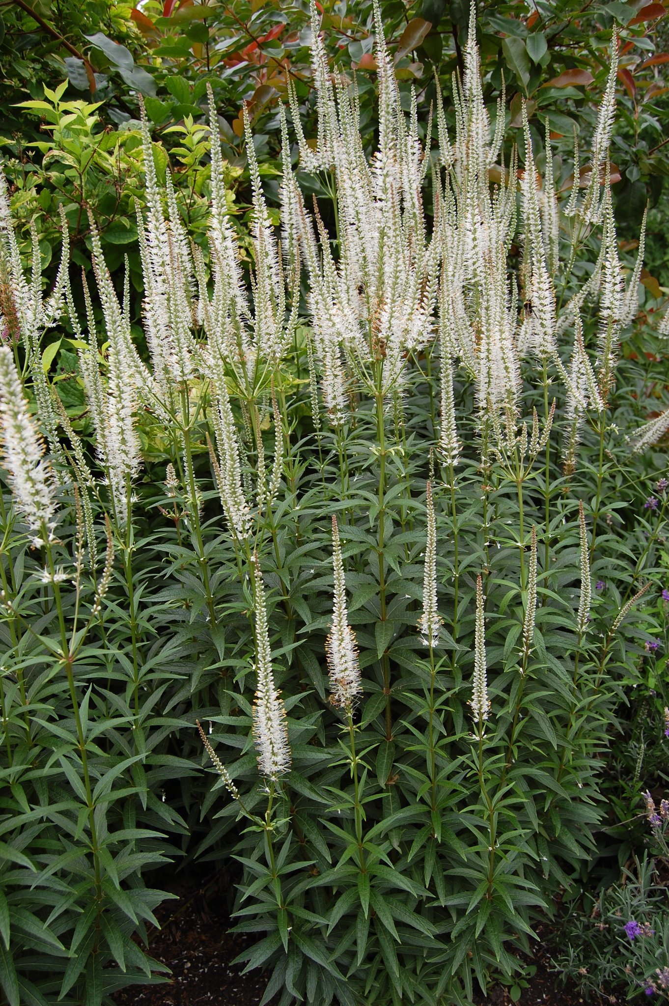 Veronicastrum_virginicum.jpeg
