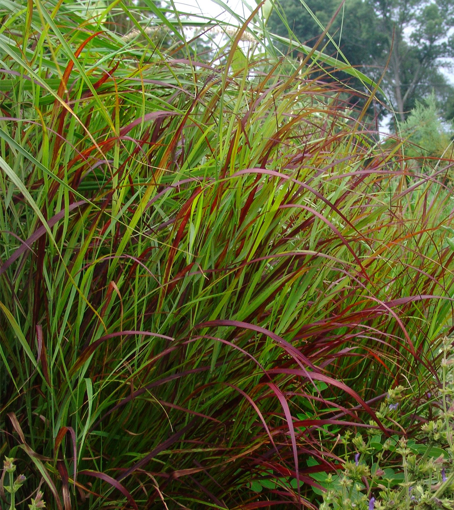 Panicum_Shenandoha_Summer.jpg