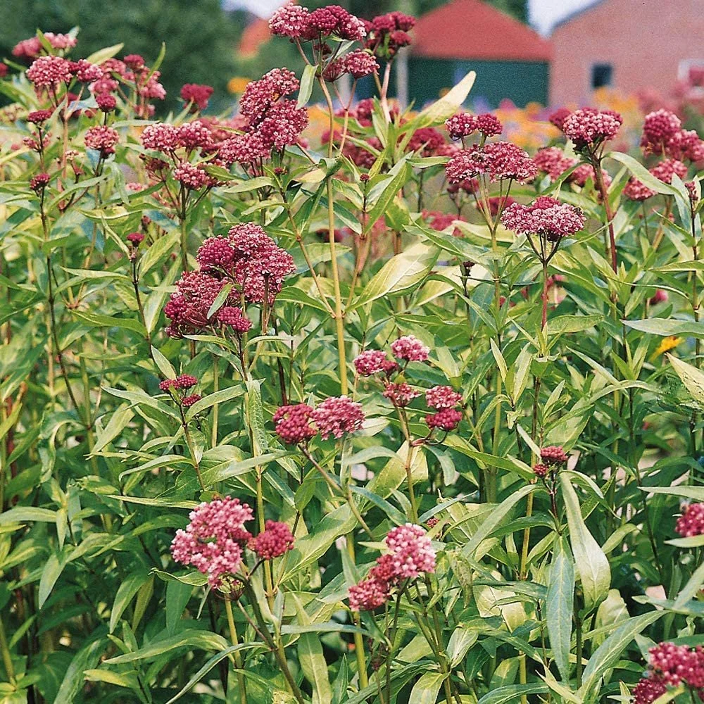 asclepias incarnata.jpg