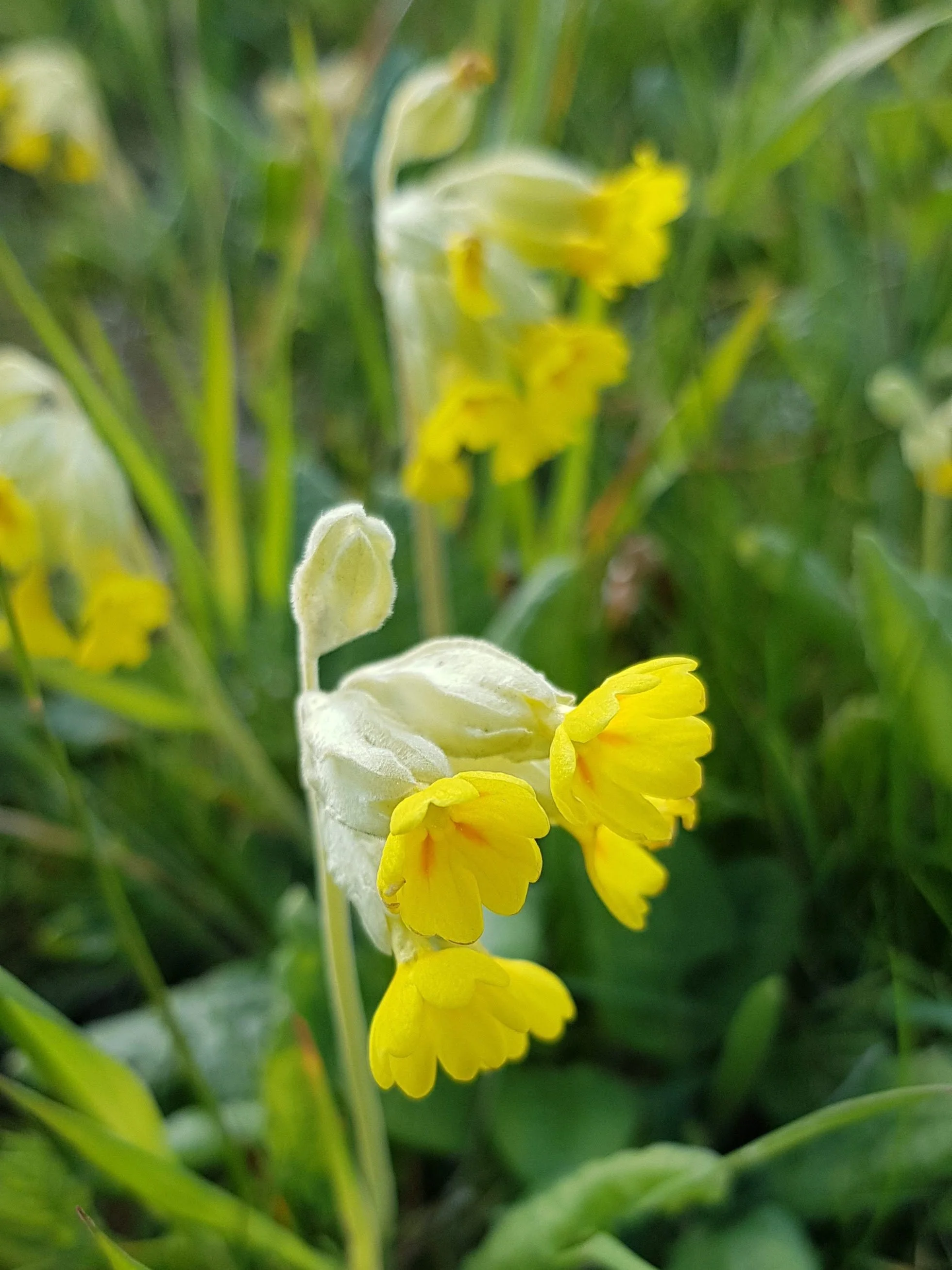 Alnarp en unik parkmiljö — Grobruket